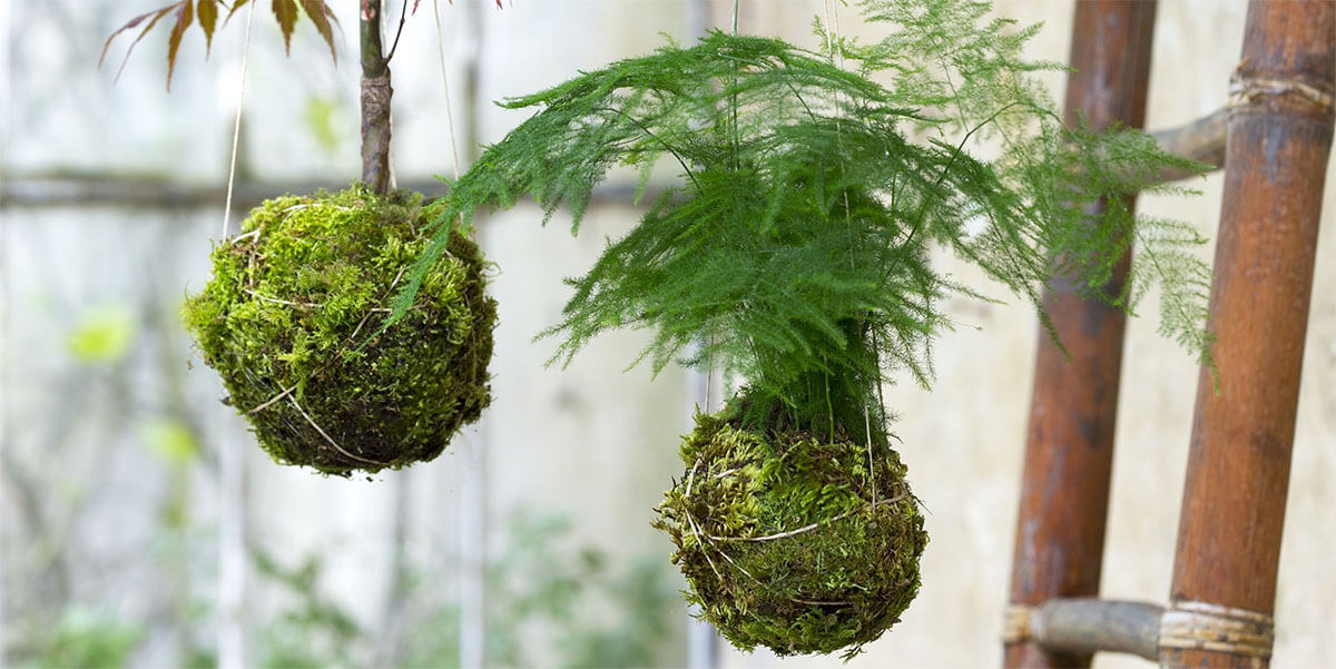 Plantes vertes au travail
